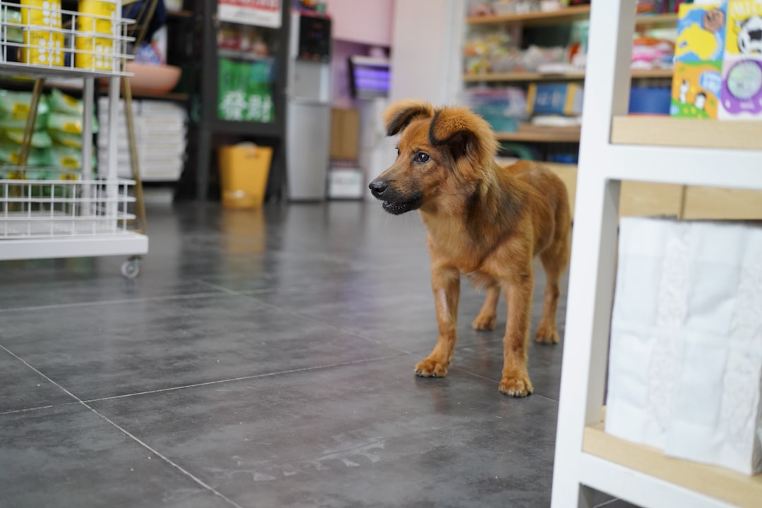 flooring for pet shop - Goodrich Global Singapore